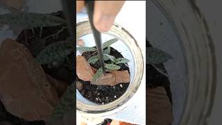 Terrário em Vidro de Conserva - Mini Jardim #diy