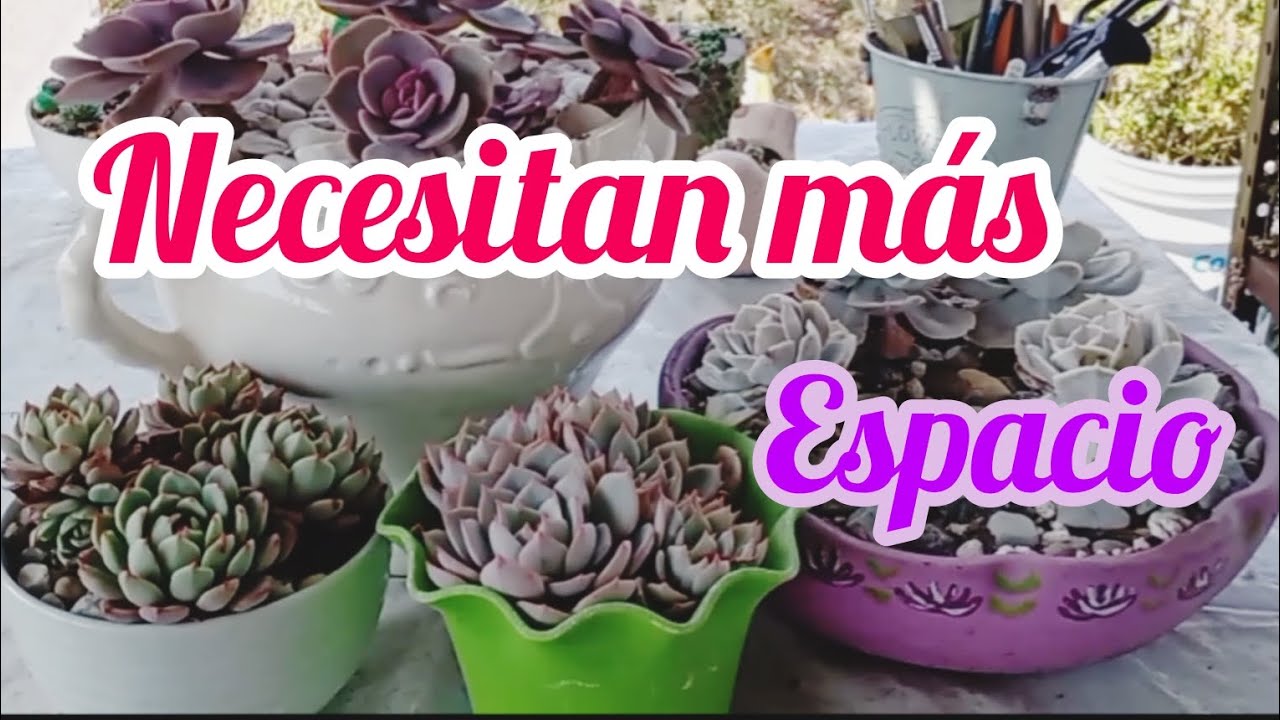 Dándole más espacio a estas bellezas #suculentas 