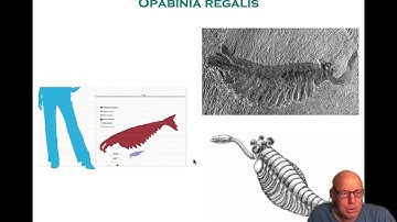 I wonder - pattern formation