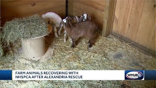 Farm animals recovering after Alexandria rescue