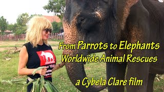 From Parrots to Elephants - Documentary Trailer