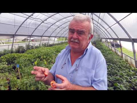 Video: Cura delle piante di pimento - Come coltivare piante di peperoncino