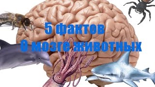 5 удивительных фактов о мозге животных.