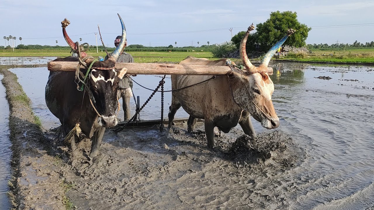 Bullock Field Training Bullock Working Style In Village | Bullockcart racing videos | cow videos