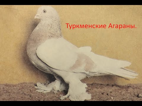 Лучшей породы голубей в мире нет!