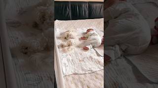 This little dog's bathing style is very cute. #shortsvideo #shorts #short #shortvideo