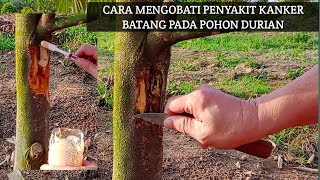 Cara Mengobati Penyakit Kanker Batang Pada Pohon Durian