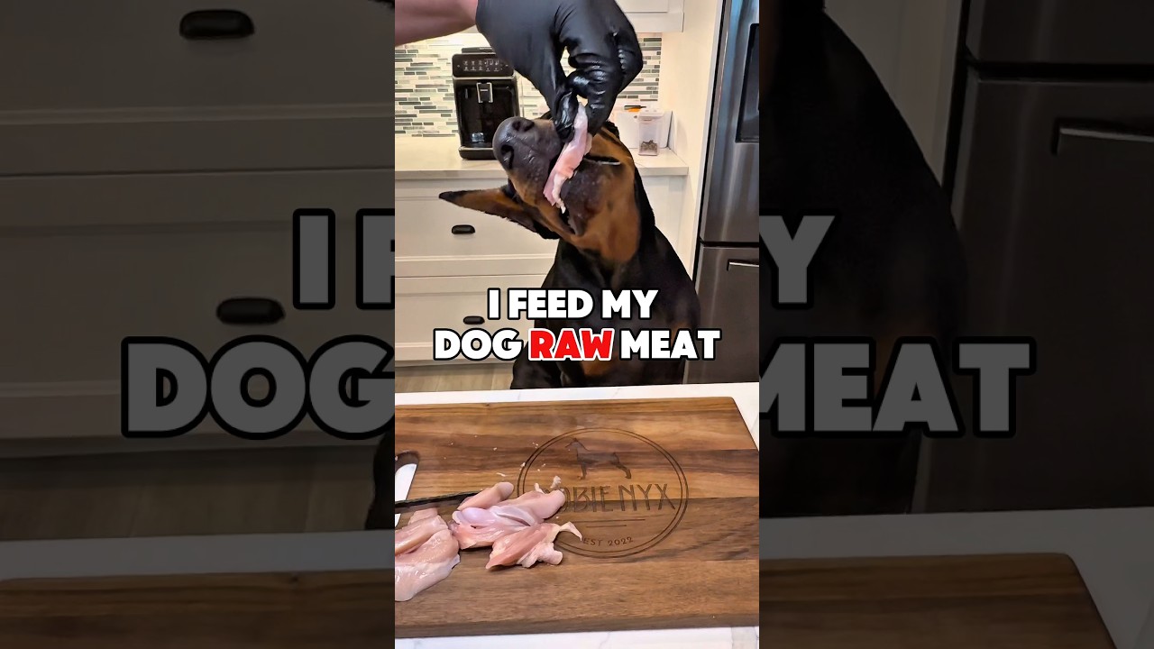 Я кормлю свою собаку сырым мясом 🥩 