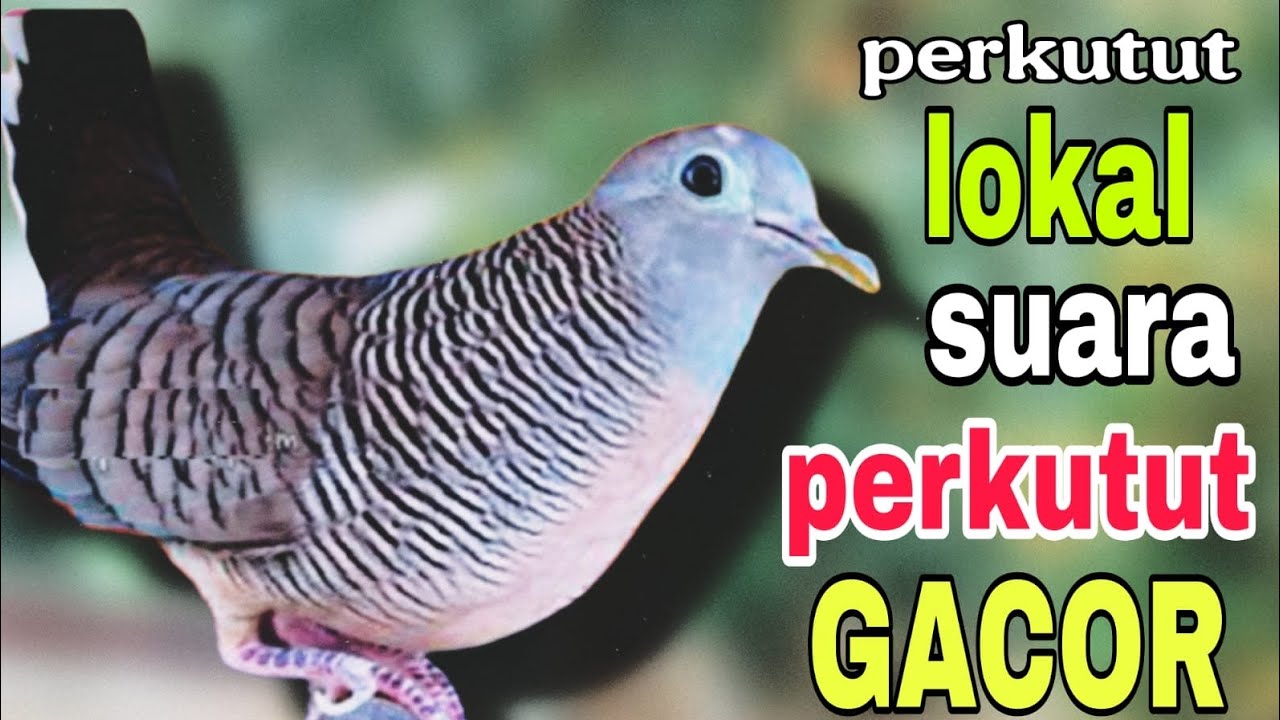 Perkutut lokal gacor pancingan manjur