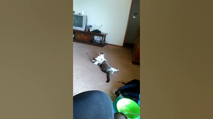 Sister cats playing with each other