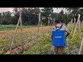 SMART FARMERS METHOD TO KEEP CHILI PLANTS SAFE FROM DESTRUCTIVE INSECTS - Agriculture Gardening