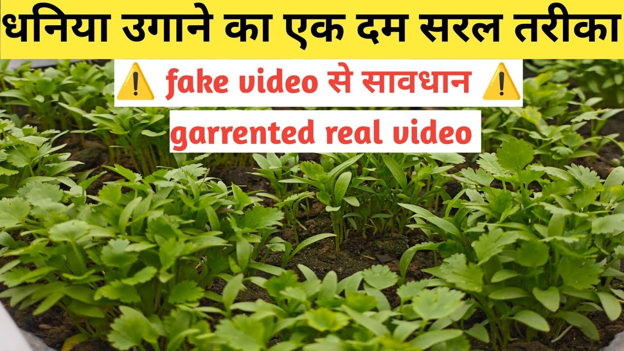 Dhaniya kaise ugaye bilkul assani se ghar per. 