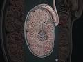 How is sperm formed inside Seminiferous tubules of human testes.#humanbody #youtubeshorts #testes