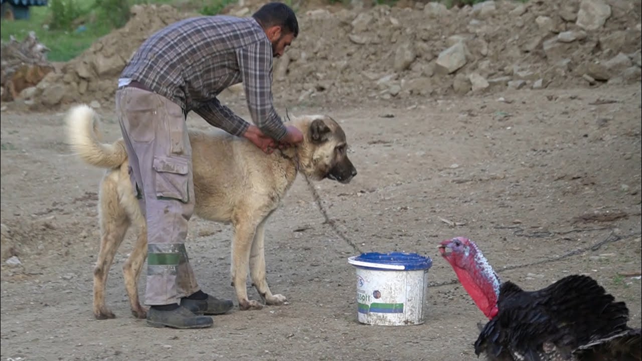 GÜMÜŞHANE DAĞ KÖYÜNDE HAYVANCILIK VE KÖY HAYATI, ÇOBAN KÖPEKLERİNİN YAŞAM ALANI VE KURTLAR