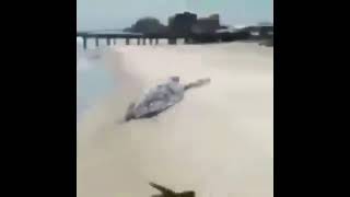 Turtle Starts Flying Meme