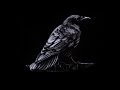 Lee Dewyze - Blackbird&#39;s Song - (Leg. Inglês e Português)