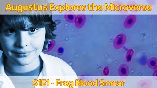 Augustus Explores The Microverse S1E1  Frog Blood Smear