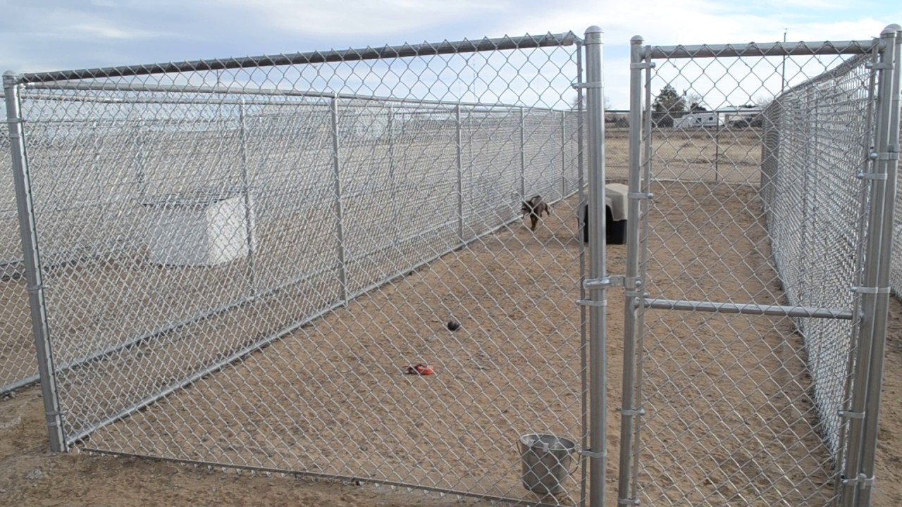 A visit to the Lamar Animal Shelter YouTube