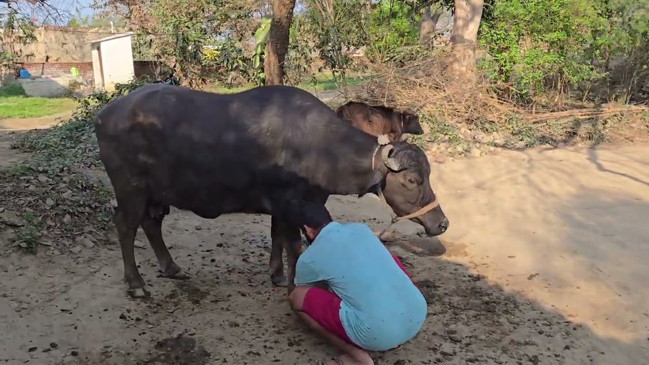 भैंस  ko खाने  ke liye bandhante kaise hain