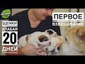 ЩЕНКИ АЛАБАЯ 20 ДНЕЙ / ПЕРВОЕ ВЗВЕШИВАНИЕ