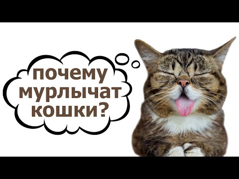 Почему мурлыкают кошки? Откуда берётся звук мурчания и для чего он необходим кошкам и котам?