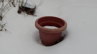 Mid Winter Garden Chatter