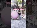 Quả trứng khổng lồ.#funny #giảitrí #shortsvideo #clipvui #