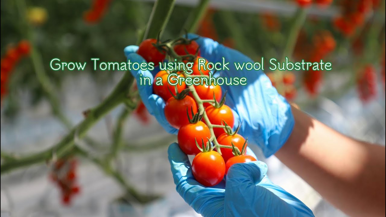 Grow Toamtoed using UPuper® Rock wool Substrate in a Greenhouse.#greenhouse #tomatoplanting #plants