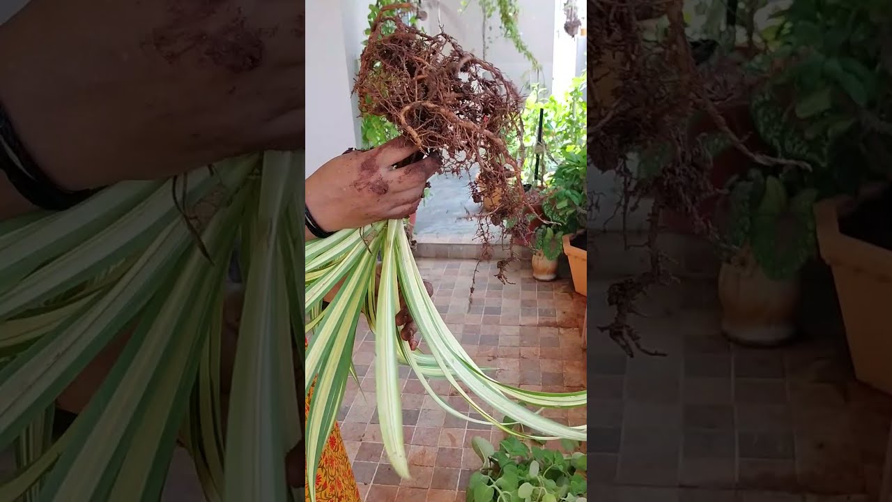 Planting Spider plant 🌱