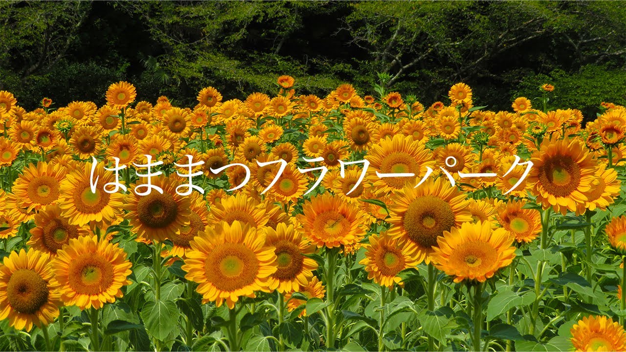 【はままつフラワーパーク】向日葵や蓮 夏の花々が満開 2024