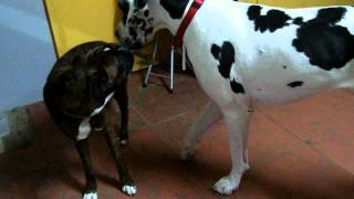 Dogue Allemand Et Boxer Qui Jouent