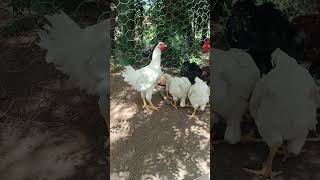 recriar GSB em crescimento #balao #galinhabalao #galinha #gsb