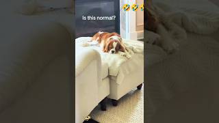 What is he dreaming about? 😱🐶 #Shorts #shortsfeed #viral #love #trending #funnyanimals