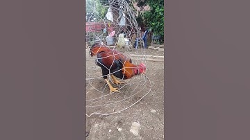 # saib Lau qaib sib ncaw ua ke