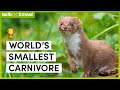 Musteloidea - The 11 Most Adorable Carnivore Families