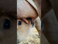 “Baby Calf Drinking Milk" #cow #animals #nature #calf #farmlife #viral#milk #shots#cowsound#fyp