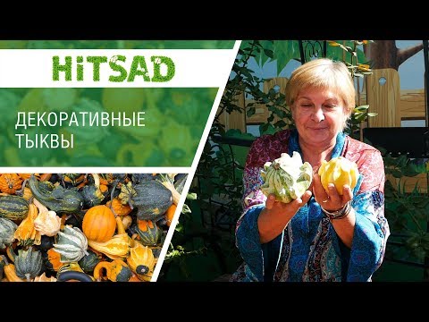 Видео: Информация о тыкве тюрбан – советы по выращиванию тыквы тюрбан в саду