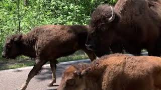 Motorcycle vs Buffalo outside of Custer Park South Dakota