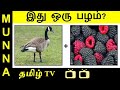 Find These 16 Fruits Names : Tamil Quiz புதிர்