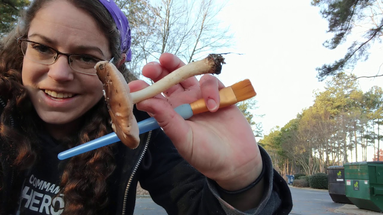 Как определить оленьи грибы рода Pluteus