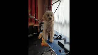 Labradoodle DIY grooming inspiration: a white fleece coat by Wanda Klomp 85 views 9 months ago 2 minutes, 31 seconds