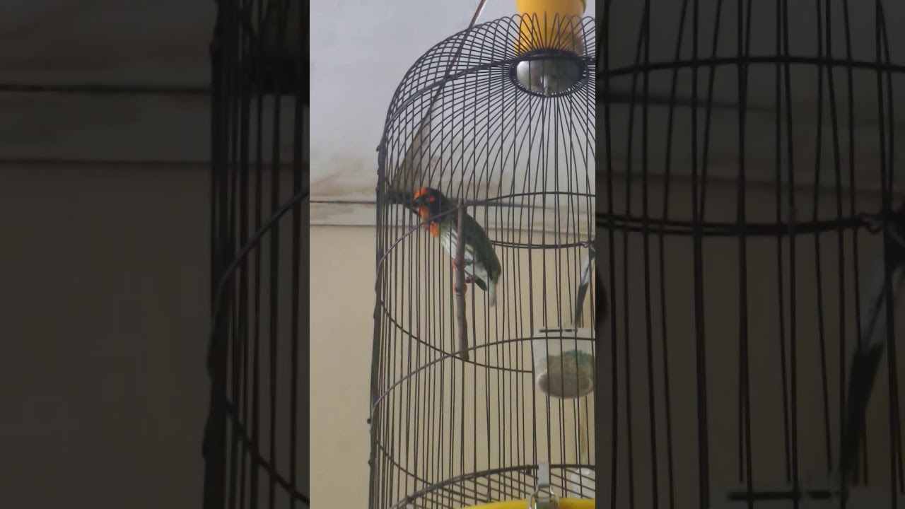 Burung Unik Takur Ungkut Ungkut Gacor 
