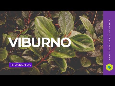 Vídeo: Como é o Viburnum?