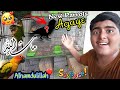 Allhamdulillah Hamaray Exotic Parrots Bhi Agaye. 🥰🦜||New Special Surprise 🎉|| 🤩 [MashaAllah] 😍