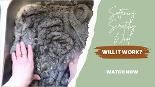 Softening Wool with Conditioner