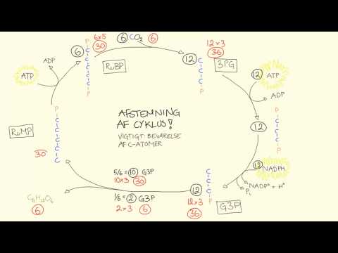 Video: Hvordan producerer Calvins cyklus glukose?