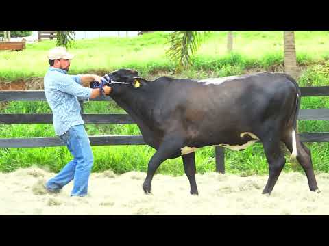 LOTE 61 PELOTA FIV DA PAVANA