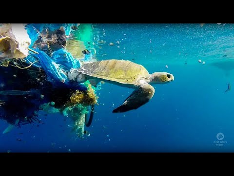 Ghost Nets Entangling Sea Turtles