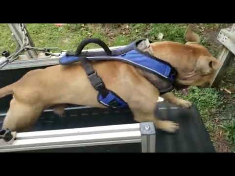 THOMPSON'S KENNEL CAN'T BULLIE A GAME DOG