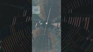 Spider web Macro Video #macro #insects #spider #web #shorts